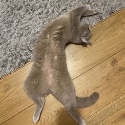 LanekJi