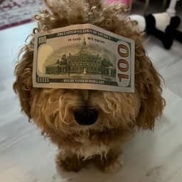 Suuuuuuu4