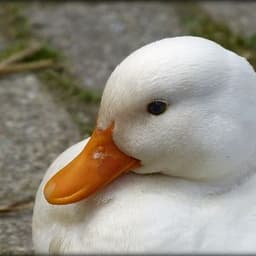 FlaffyDack