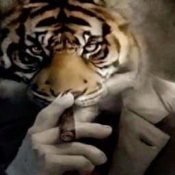 _Sh1zo1d_