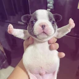 pibble67