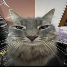 NoZia_