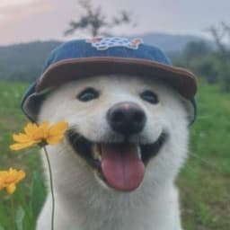 zohichxd