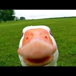 BootyBCheeks