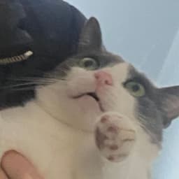 STAYCULCAT