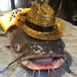 CptZmyslony