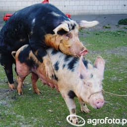 aGrOfArM