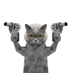 -kitteN