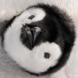 PinguColui