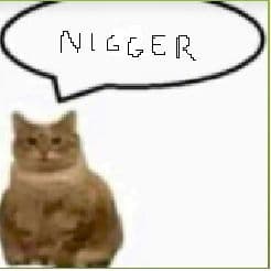 racooncat