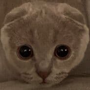 scnisla