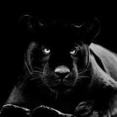 BLACK-7