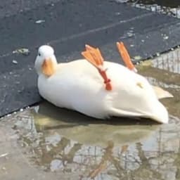 leather_duck