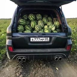 Dovlamingo