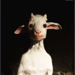 Kommunisti