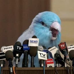 tarantuL_km