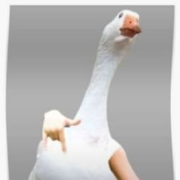 Trtkacka