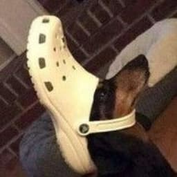 osnn