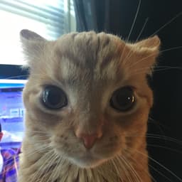 Matuselu