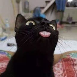 BadAsCat
