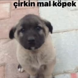 Merduska