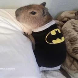 bat0nat0r