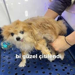lucierr