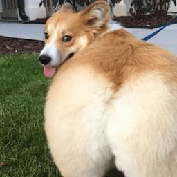 Corgi