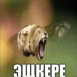 yarivek3