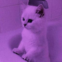 -Ninox