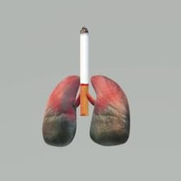 PULMONETE