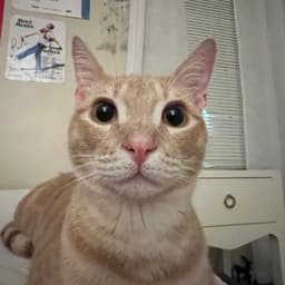 DabbyTabby