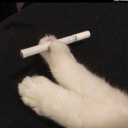 Skurrr_iwnl