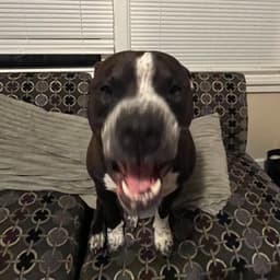 _Pitty_