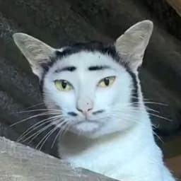 POGsimon