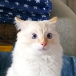ProjectMeoW
