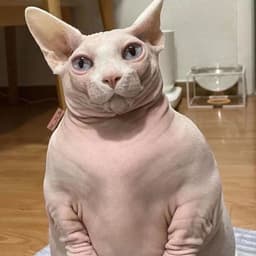 pjollumadur
