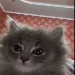 rinoflumucil