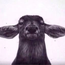 -Moby