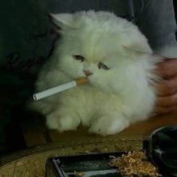 mvrtyr
