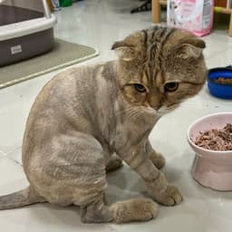 rokhuman95