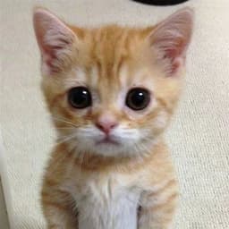 Puslicu