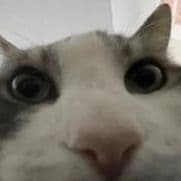 phauusS