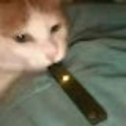 Why_Frobboo