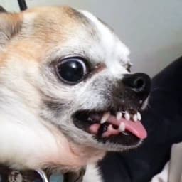 MrMaddawg