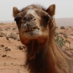 DROMADEH