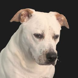 Tuberdog