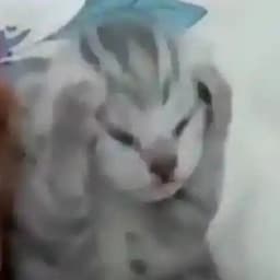 Slorba