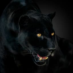 Rasaa7