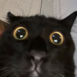VOMOOOO